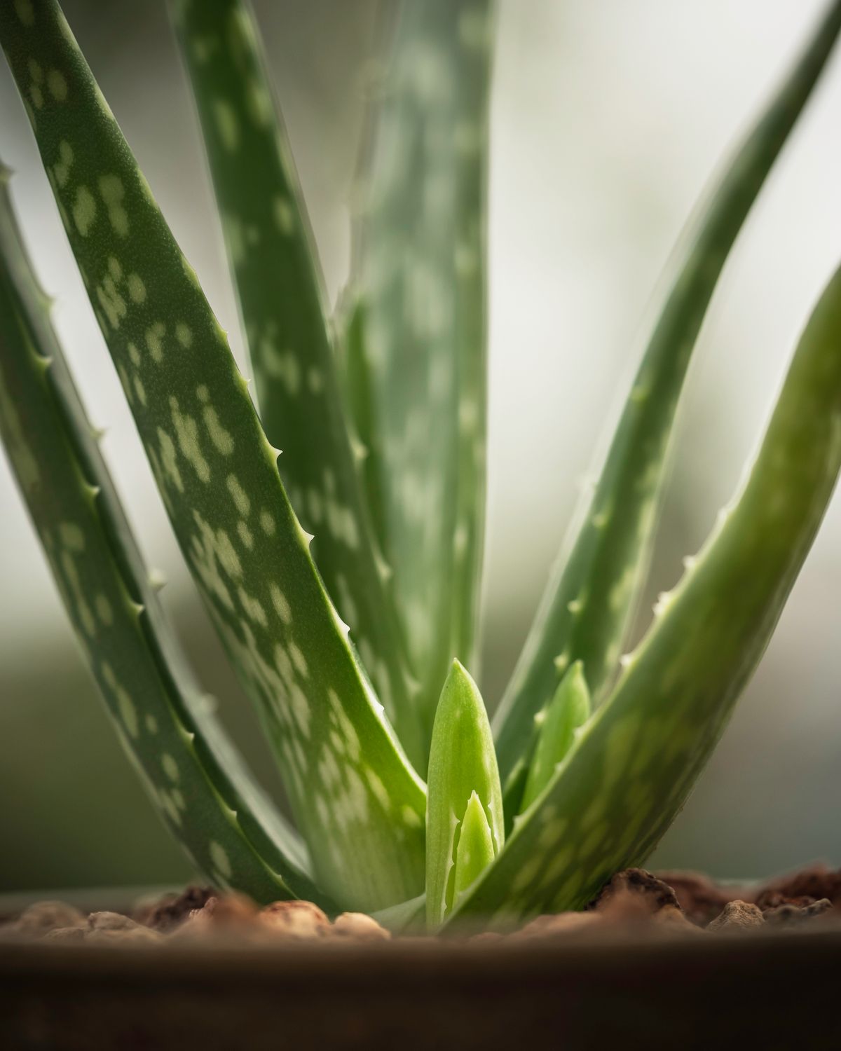An aloe in a terracotta pot, its thick leaves rising in a tight upright rosette with pale mottling and soft pale teeth along the edges, and a small new offset emerging at the base