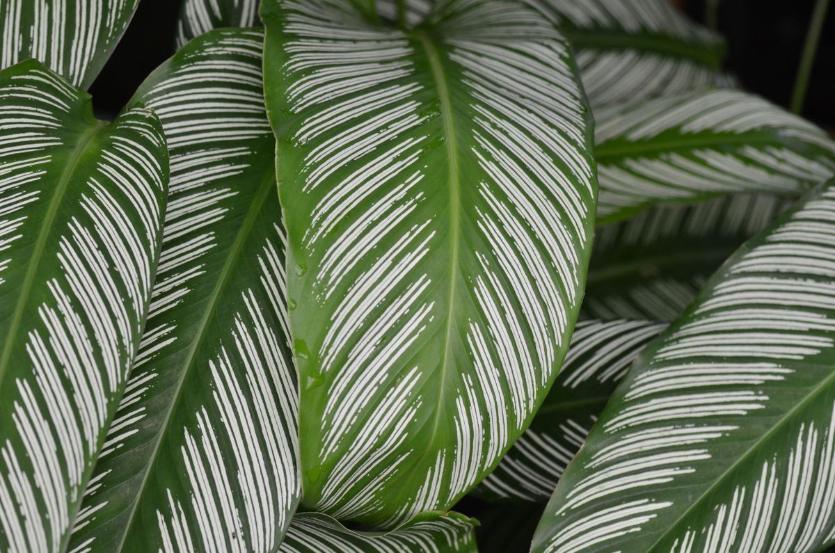 Close-up of a pinstriped calathea, its dark glossy green leaves marked with fine white stripes running from the midrib to the margin, with water droplets sitting on the leaf surfaces