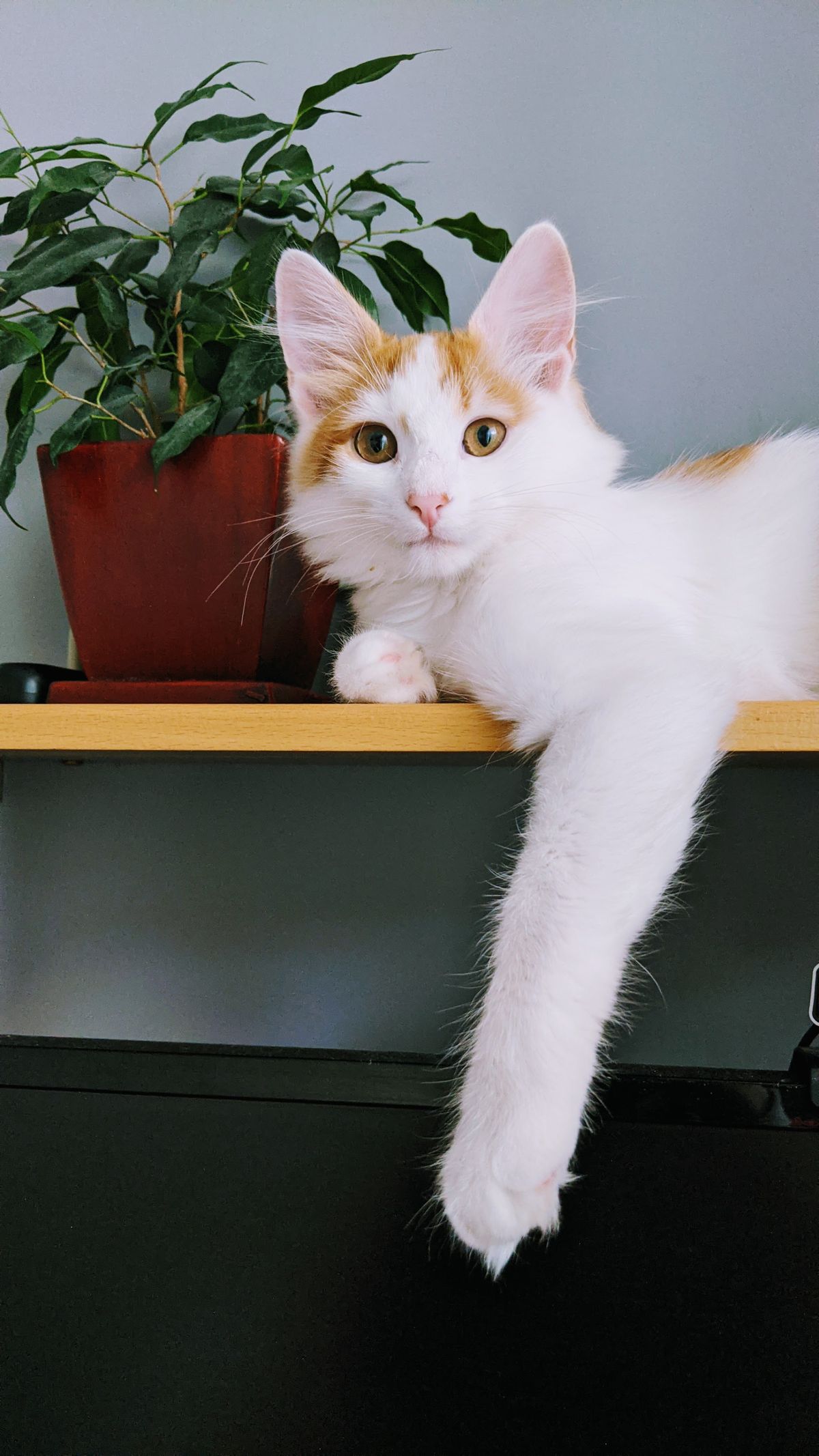 A white and ginger cat stretched out on a high wooden shelf with one paw hanging over the edge, lying directly against a potted ficus with narrow drooping leaves in a red pot