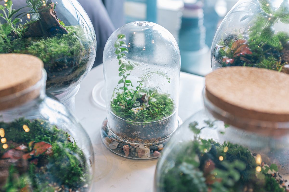 Several closed glass terrariums on a white table, planted with moss and small ferns over a layer of gravel and soil, the inside of the center dome beaded with condensation, two of the jars sealed with wooden lids