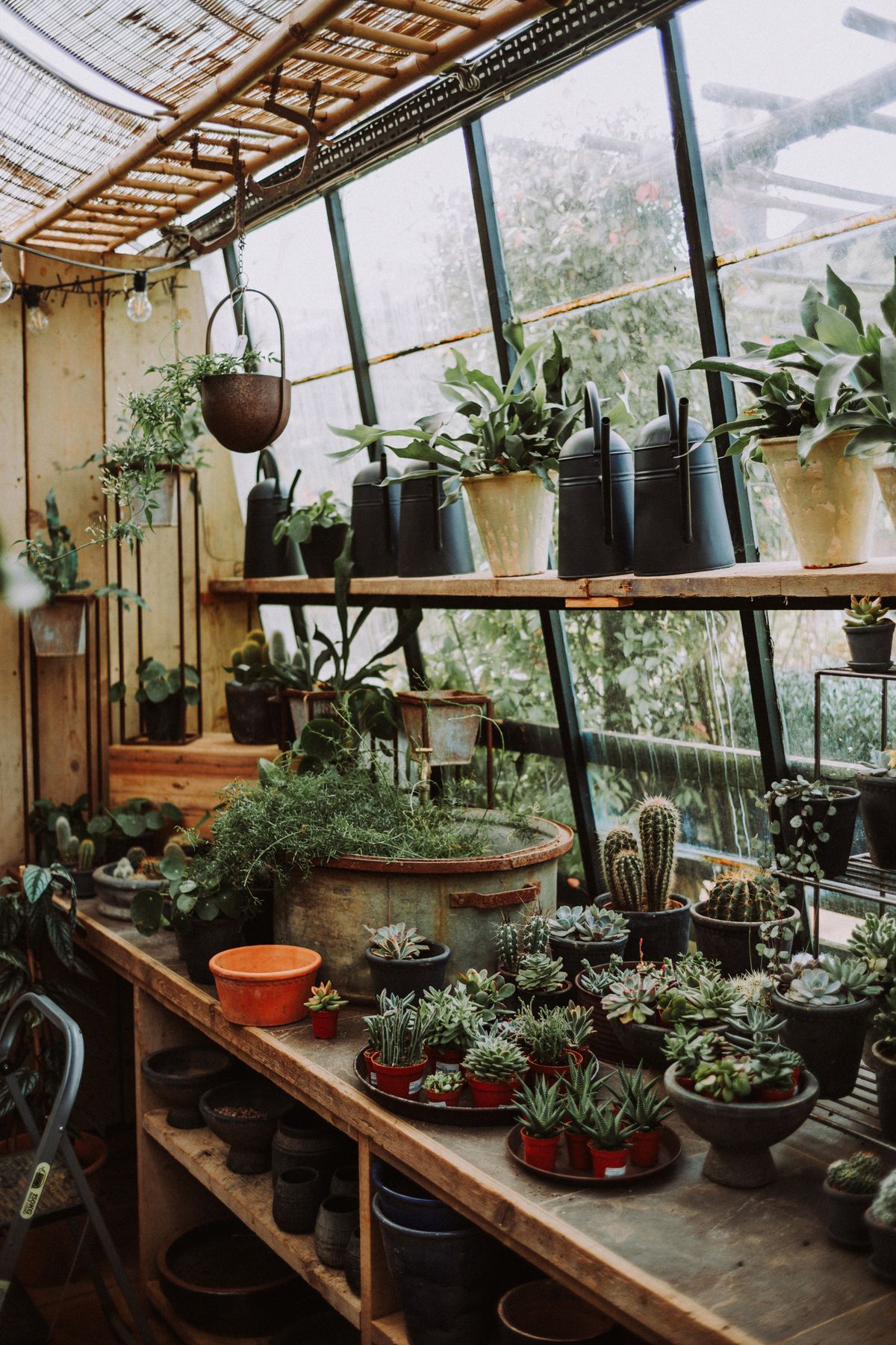 The inside of a small greenhouse: sloping glazed roof under a reed shade screen, wooden staging benches crowded with trays of small succulents and cacti in nursery pots, staghorn ferns and metal watering cans on the shelf above