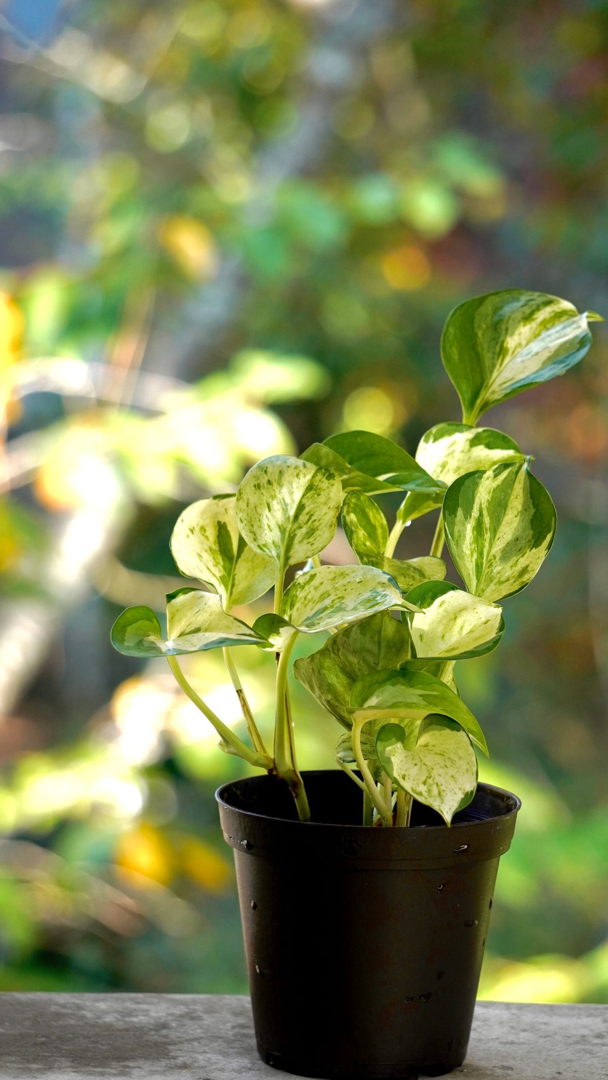 A heavily variegated pothos in a small black nursery pot, most of its leaves broadly marbled in cream and white with only patches of green, one lower leaf almost entirely green, lit from behind by bright foliage