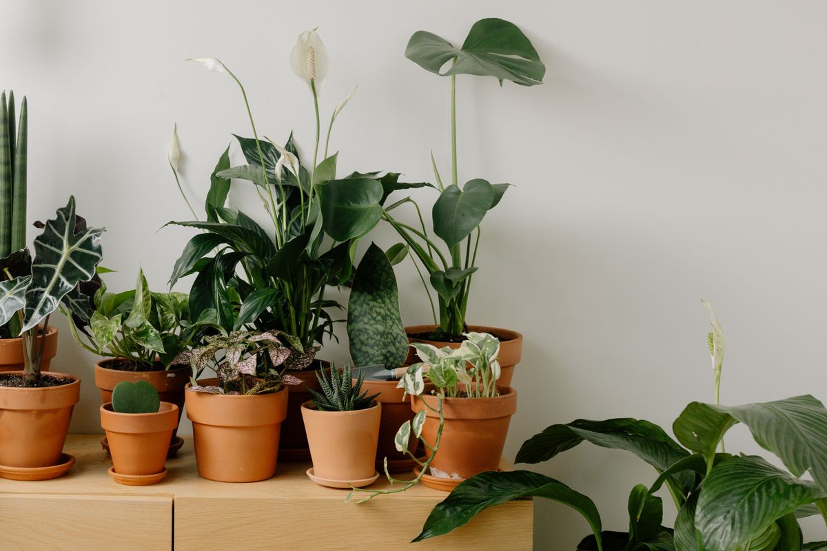A group of houseplants in unglazed terracotta pots on a wooden sideboard against a plain wall, including a snake plant, an alocasia, a trailing variegated pothos, a peace lily in flower, a monstera, a polka dot plant, and a small aloe relative