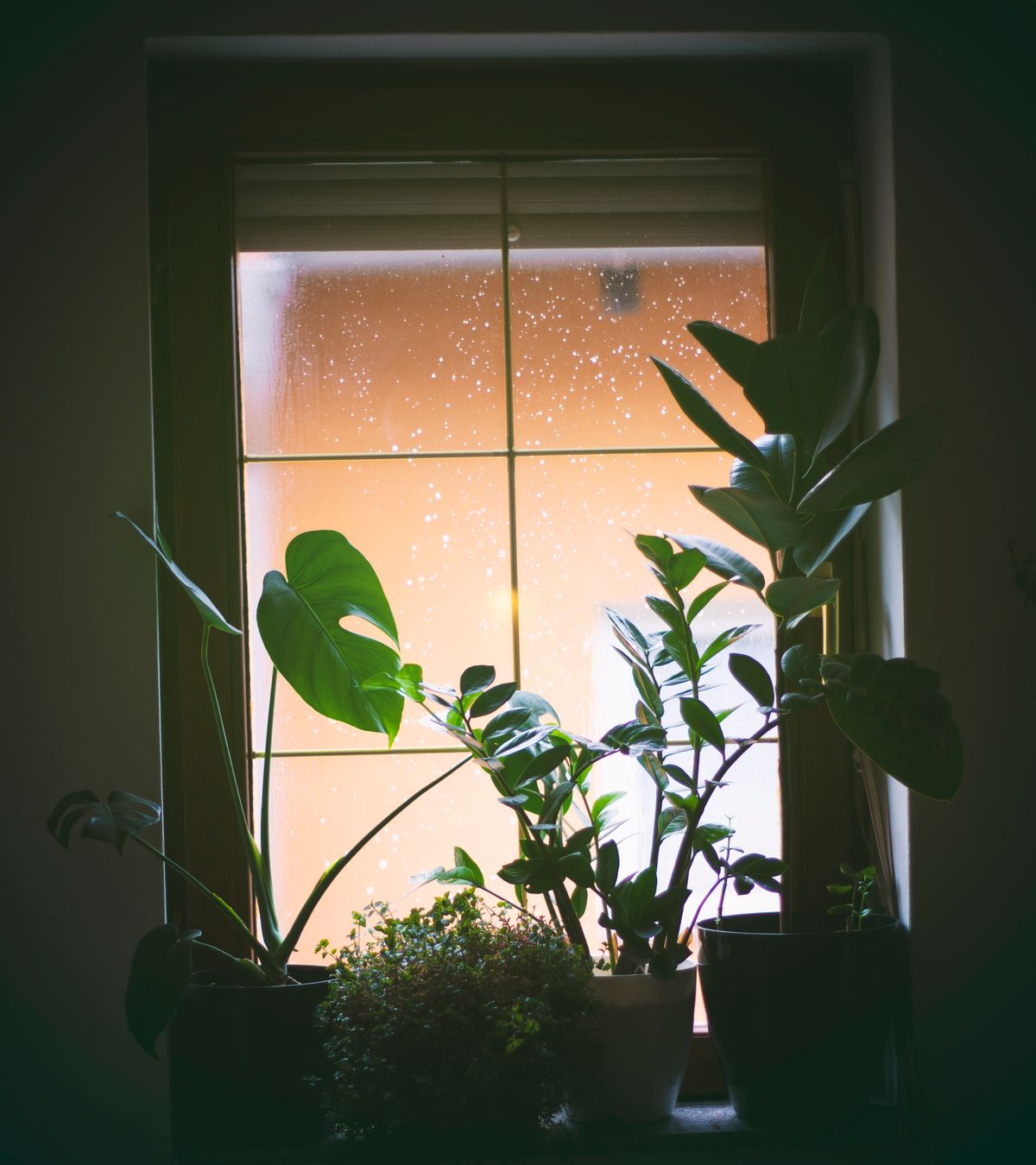 A small deep-set window with rain-speckled glass at dusk, plants crowded onto the narrow sill in silhouette against the pale sky, among them a monstera whose leaf shows a single split and one hole, a ZZ plant, and a rubber plant