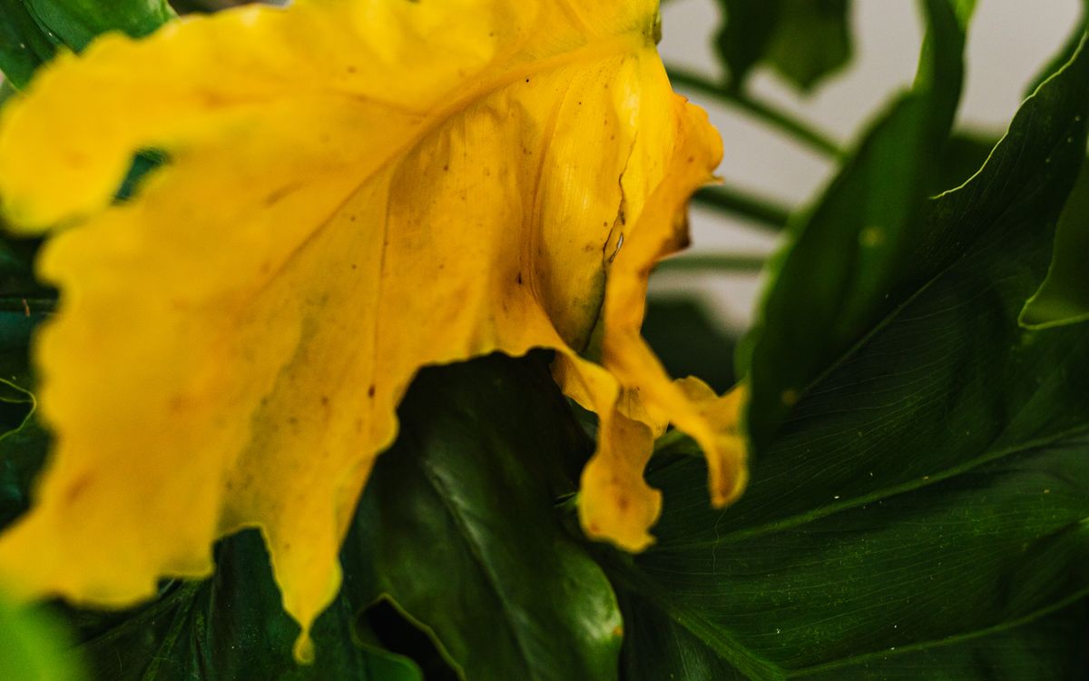 A monstera leaf photographed close up, part of it still green and part turned yellow