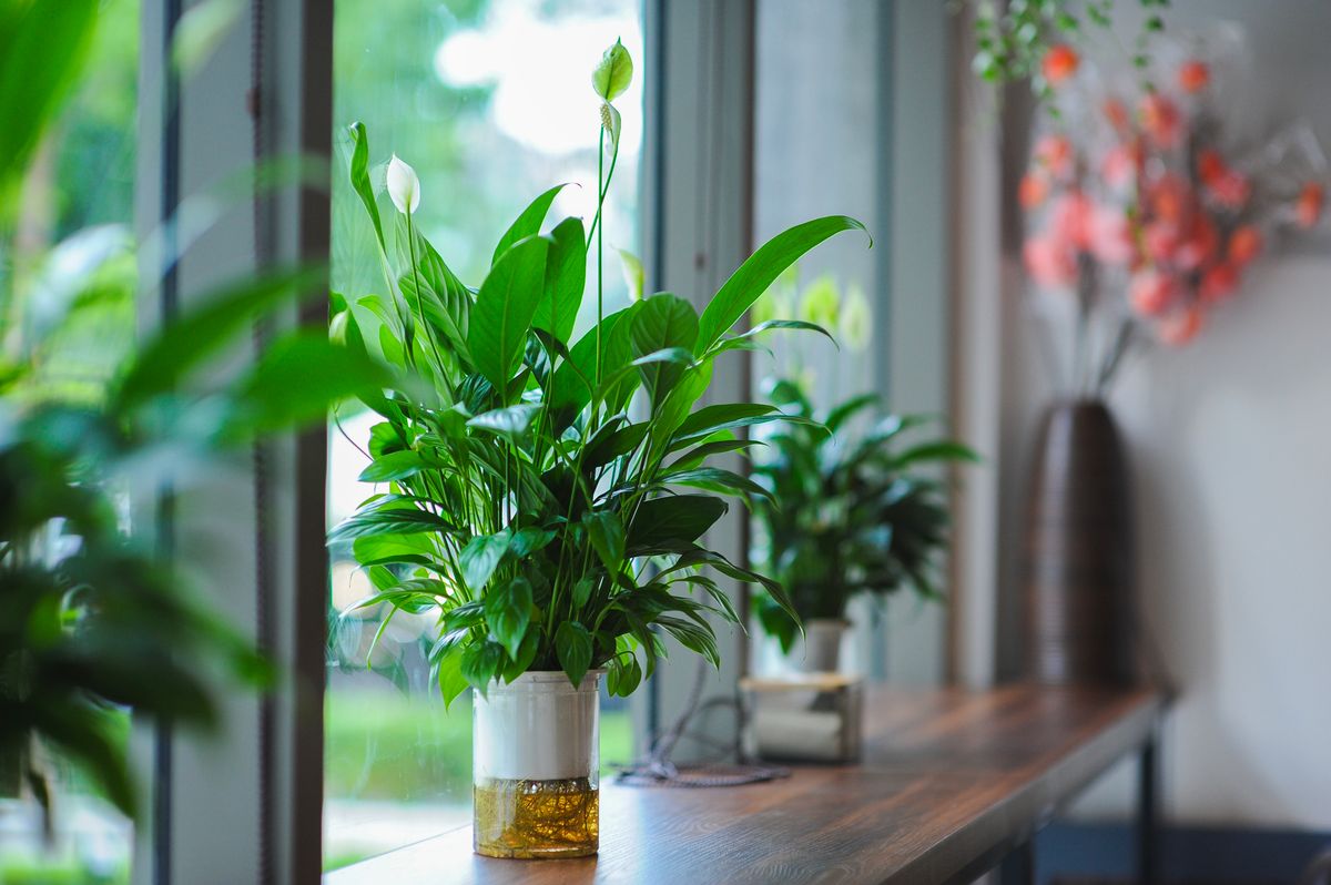 A peace lily in flower standing upright in a glass container beside a large window, its long leaves held out stiffly on slender stalks rising from a single clump at the base, with a second peace lily further down the sill