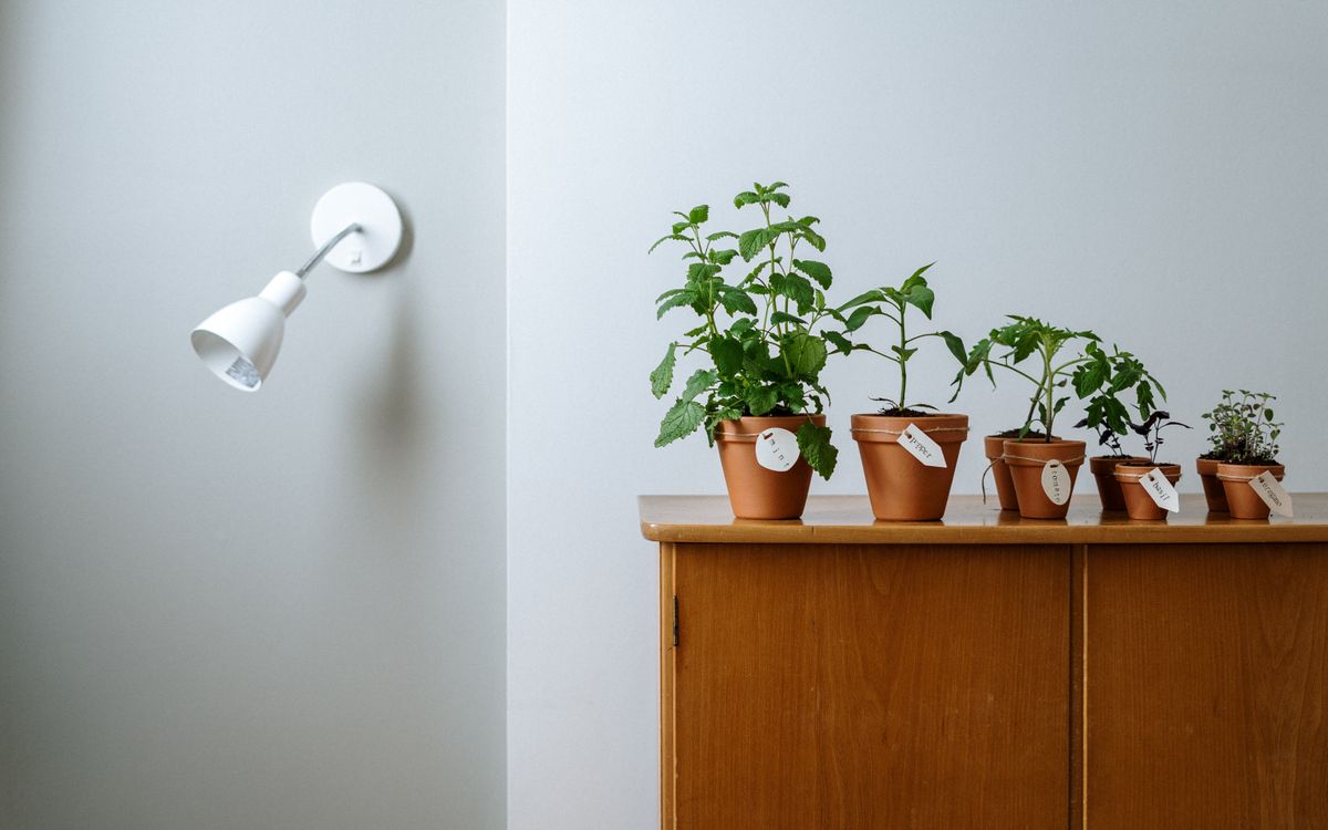 Potted plants on a wooden cabinet indoors, lit by a warm lamp mounted above them