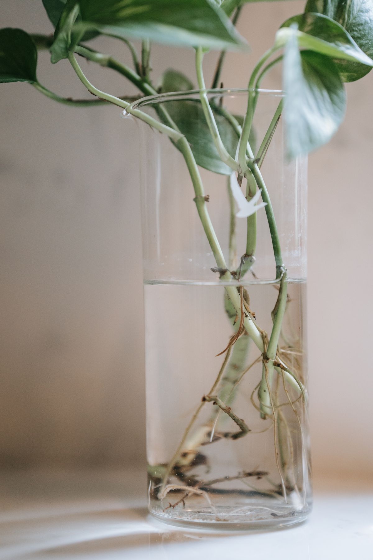 Pothos cuttings standing in a clear glass of water, leaves overhanging the rim, long pale roots trailing from the nodes below the waterline while the nodes above it carry only short brown nubs