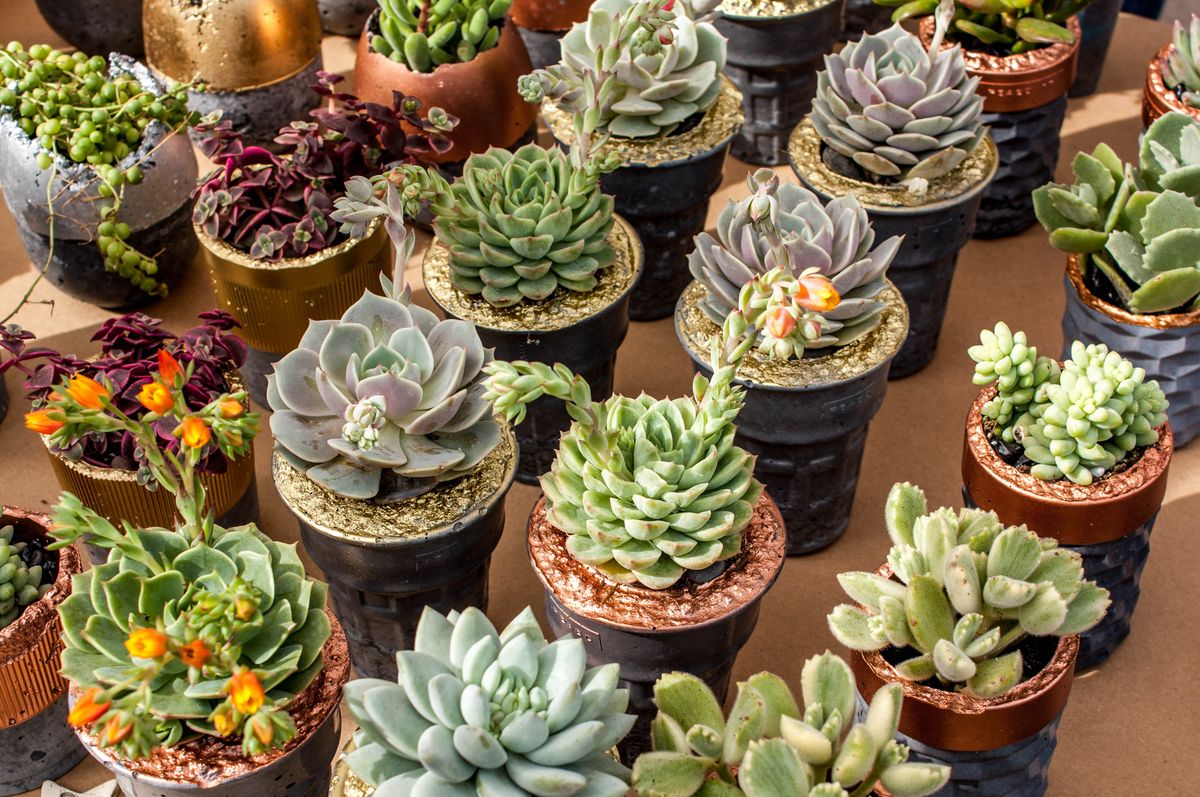 Dozens of small succulents packed on a market table in decorative gold and copper rimmed pots, mostly tight rosettes with leaves overlapping in flat spirals, a few with orange flowers, top-dressed with glitter and grit
