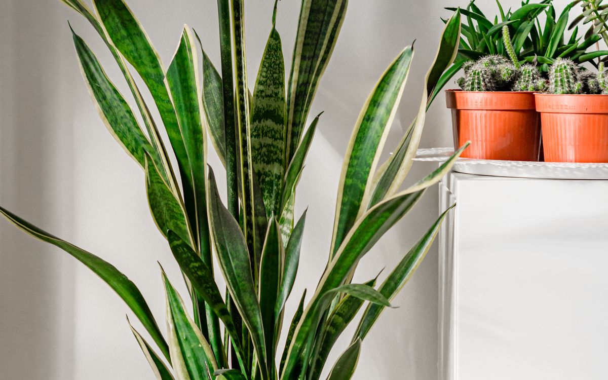A snake plant with upright variegated leaves in a white ceramic pot, standing indoors beside furniture