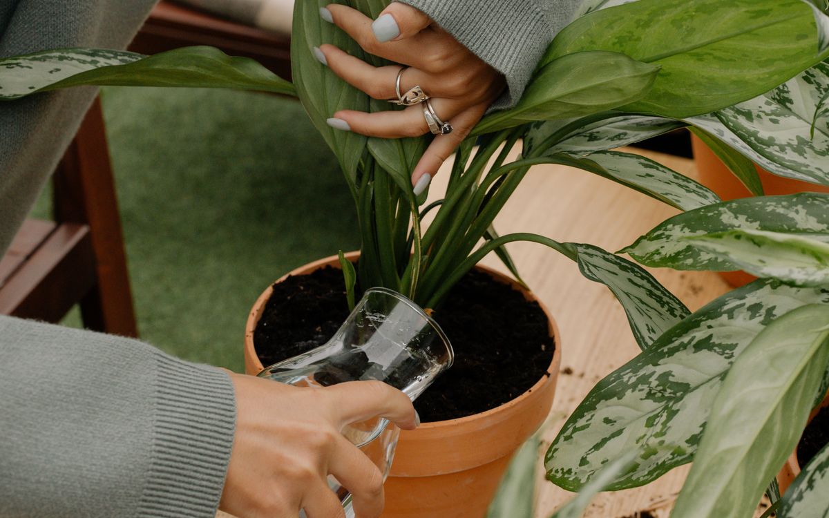A pair of hands pouring water into a clay pot holding a leafy houseplant indoors