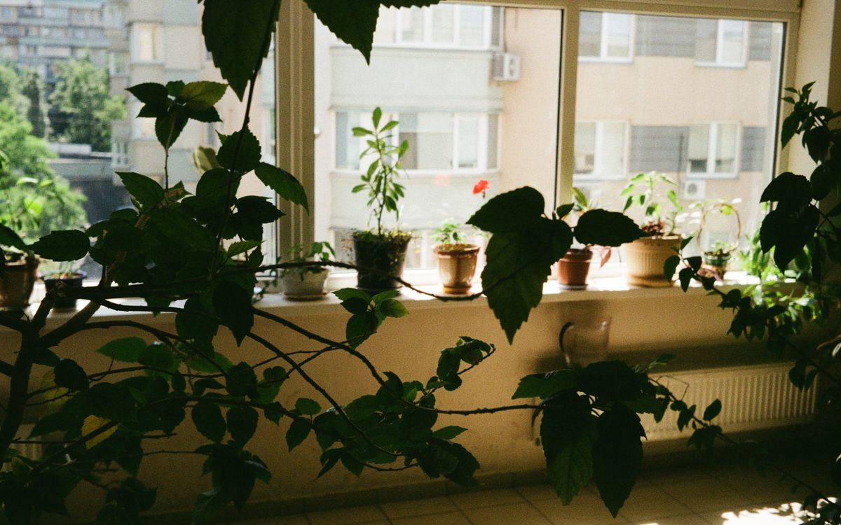 Several potted plants lined up along an apartment windowsill, with a city street and buildings visible through the glass